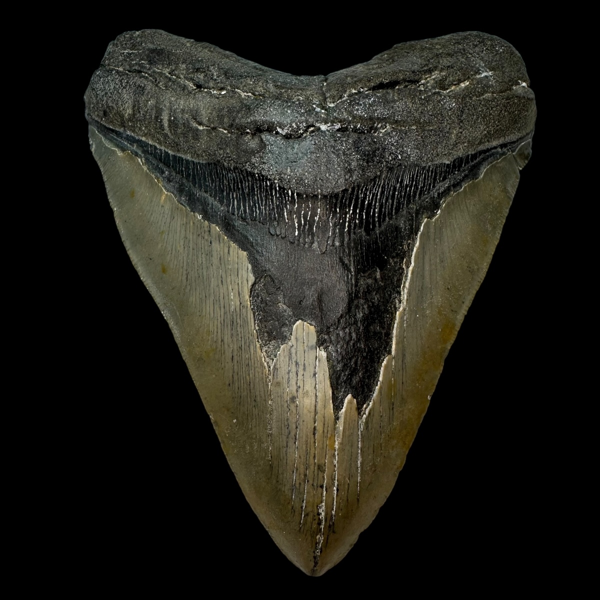 5.38" Megalodon Tooth Fossil