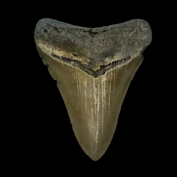 3.94" Serrated Megalodon Tooth Fossil