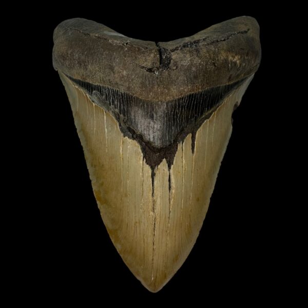 5.55" Serrated Megalodon Tooth Fossil