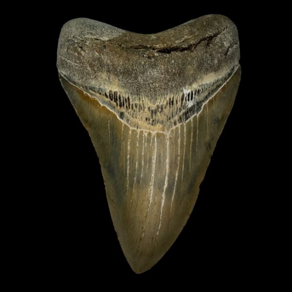 4.82" Megalodon Tooth Fossil