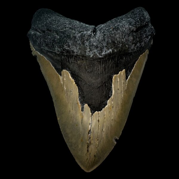 5.83" Megalodon Tooth Fossil