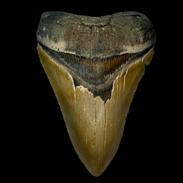 4.83" Serrated Megalodon Tooth Fossil