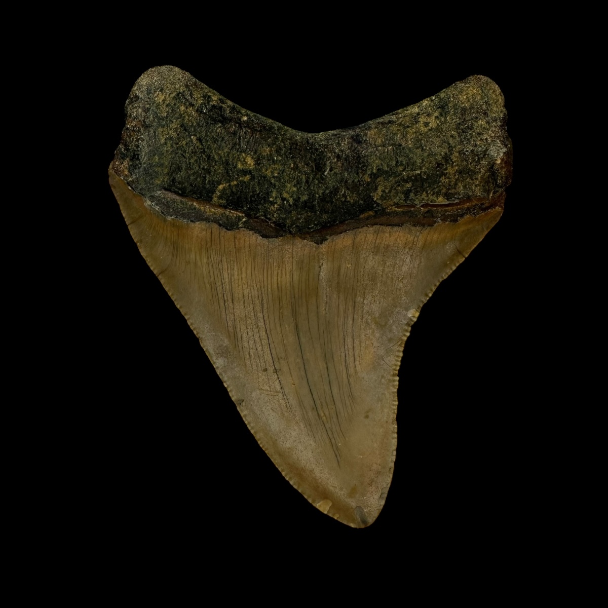 3.07" Megalodon Tooth Fossil - Image 2