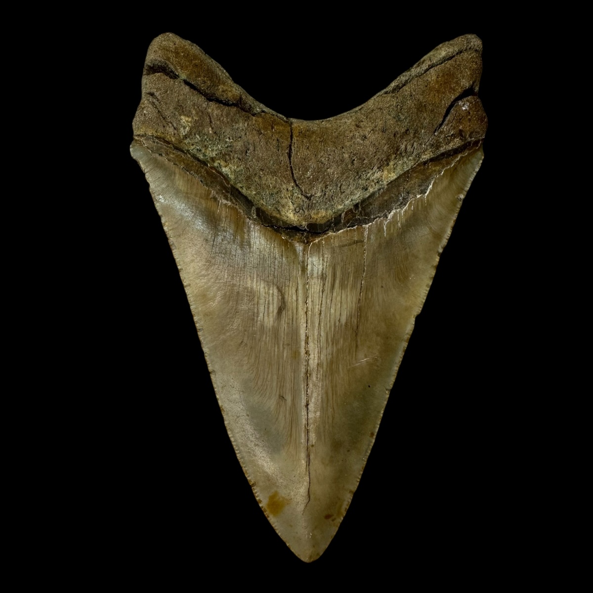 5.40" Megalodon Tooth Fossil - Image 2