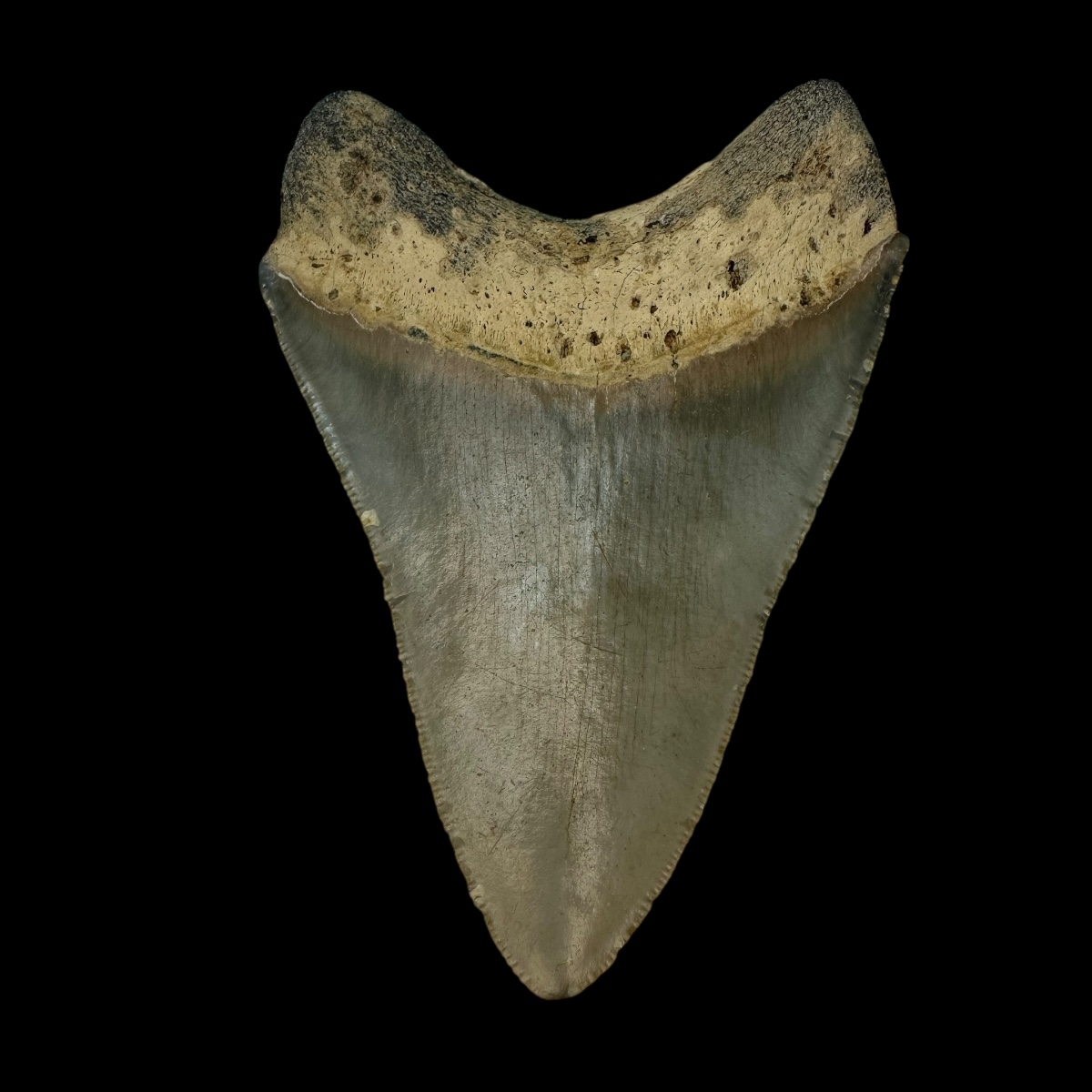 3.88" Megalodon Tooth Fossil - Image 2
