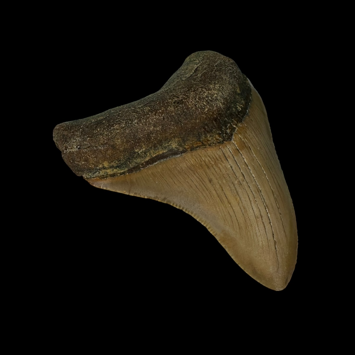 3.07" Megalodon Tooth Fossil - Image 4