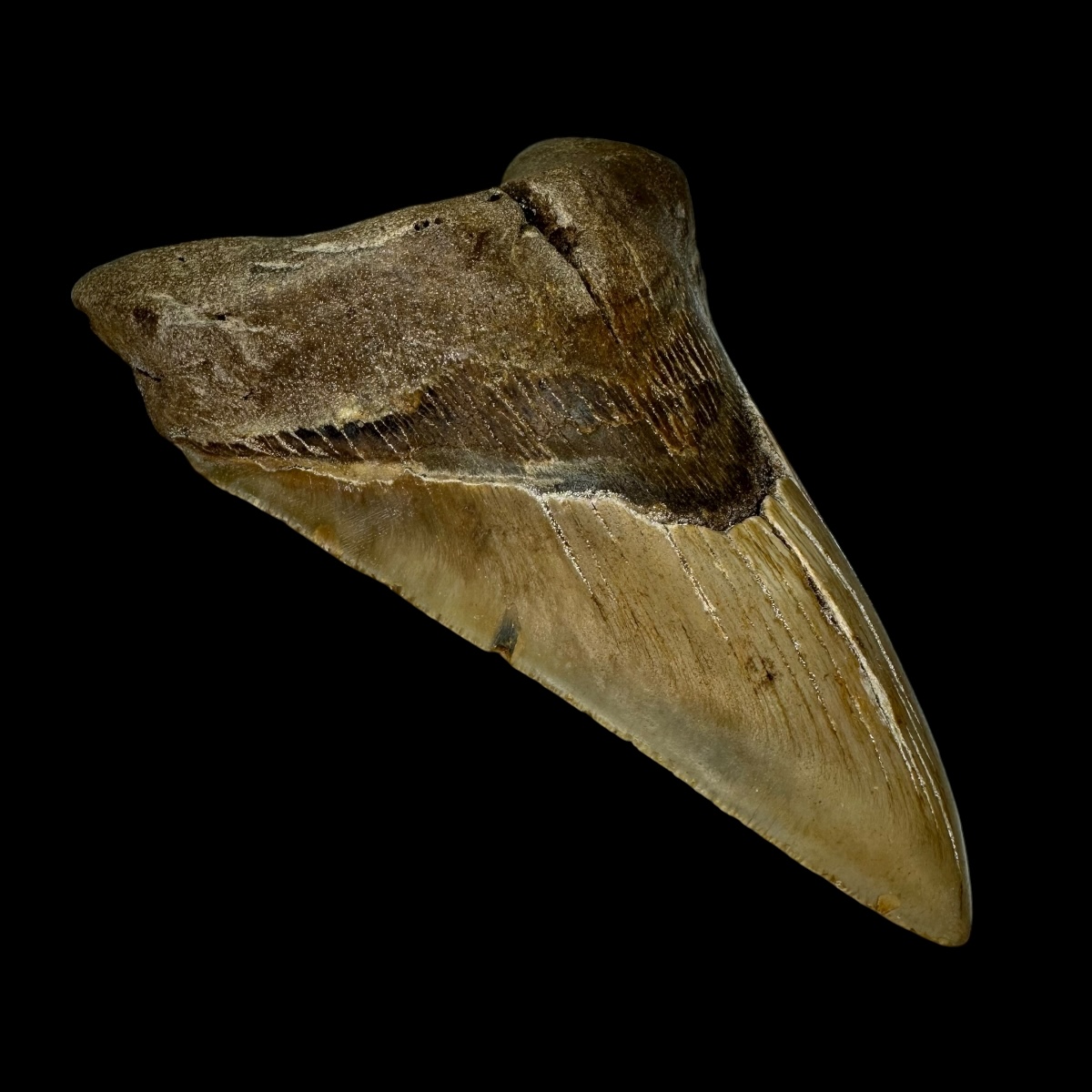 5.40" Megalodon Tooth Fossil - Image 4