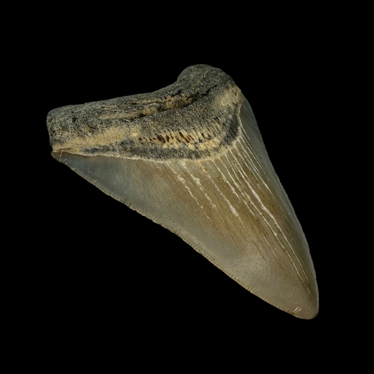3.88" Megalodon Tooth Fossil - Image 4