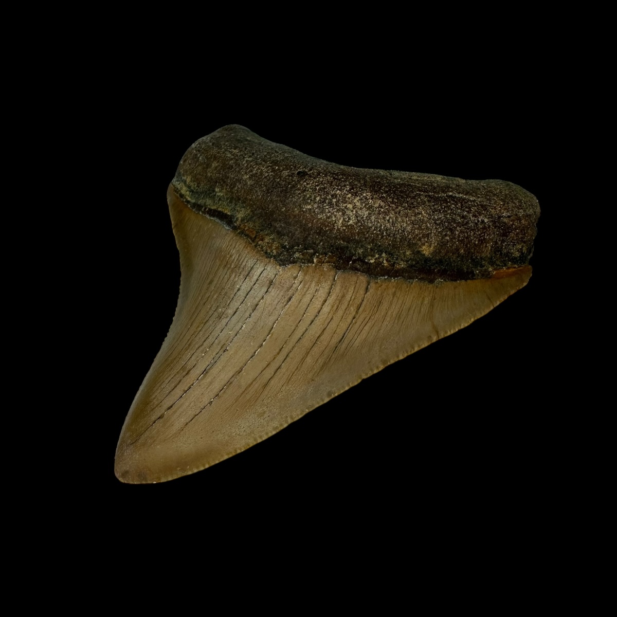 3.07" Megalodon Tooth Fossil - Image 3