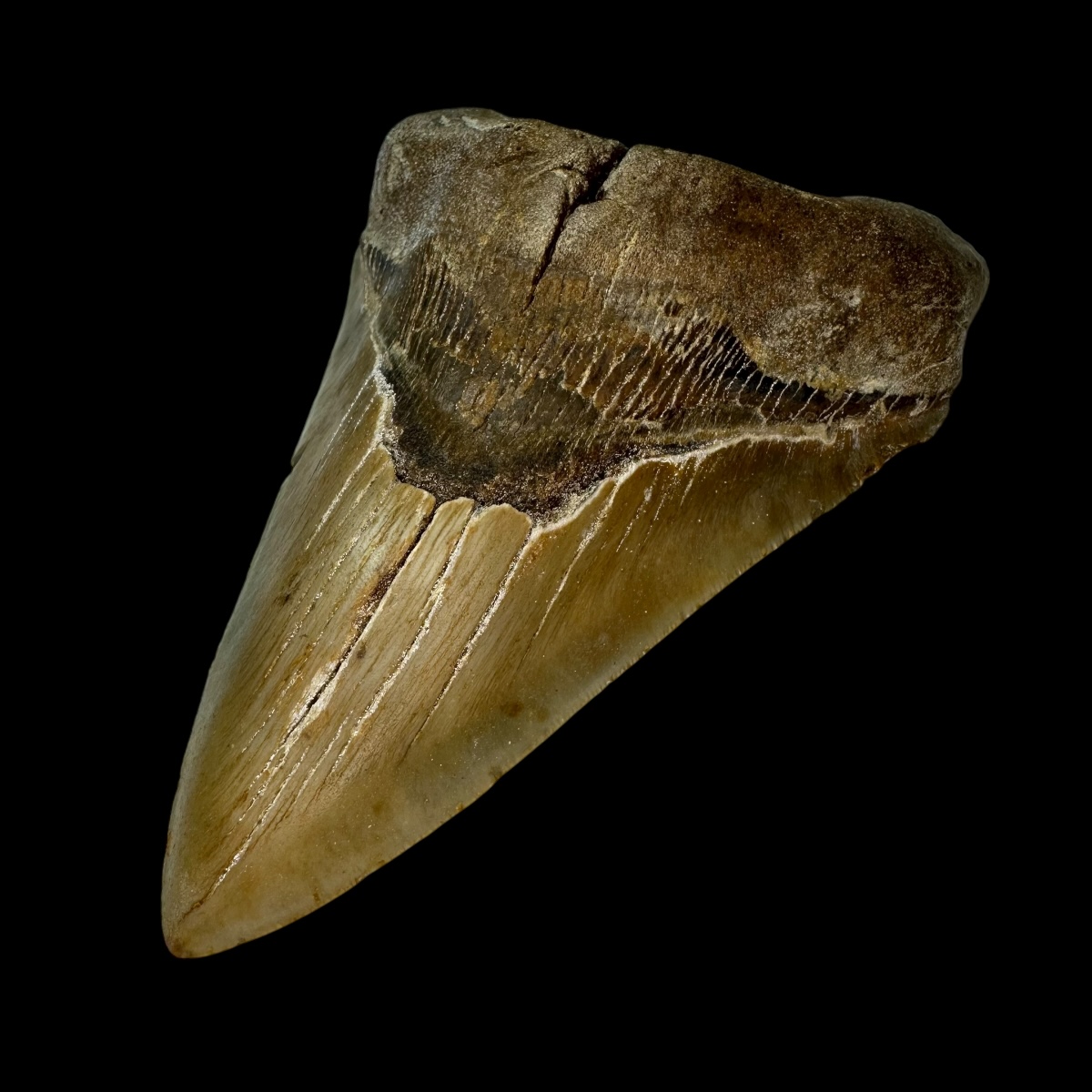 5.40" Megalodon Tooth Fossil - Image 3