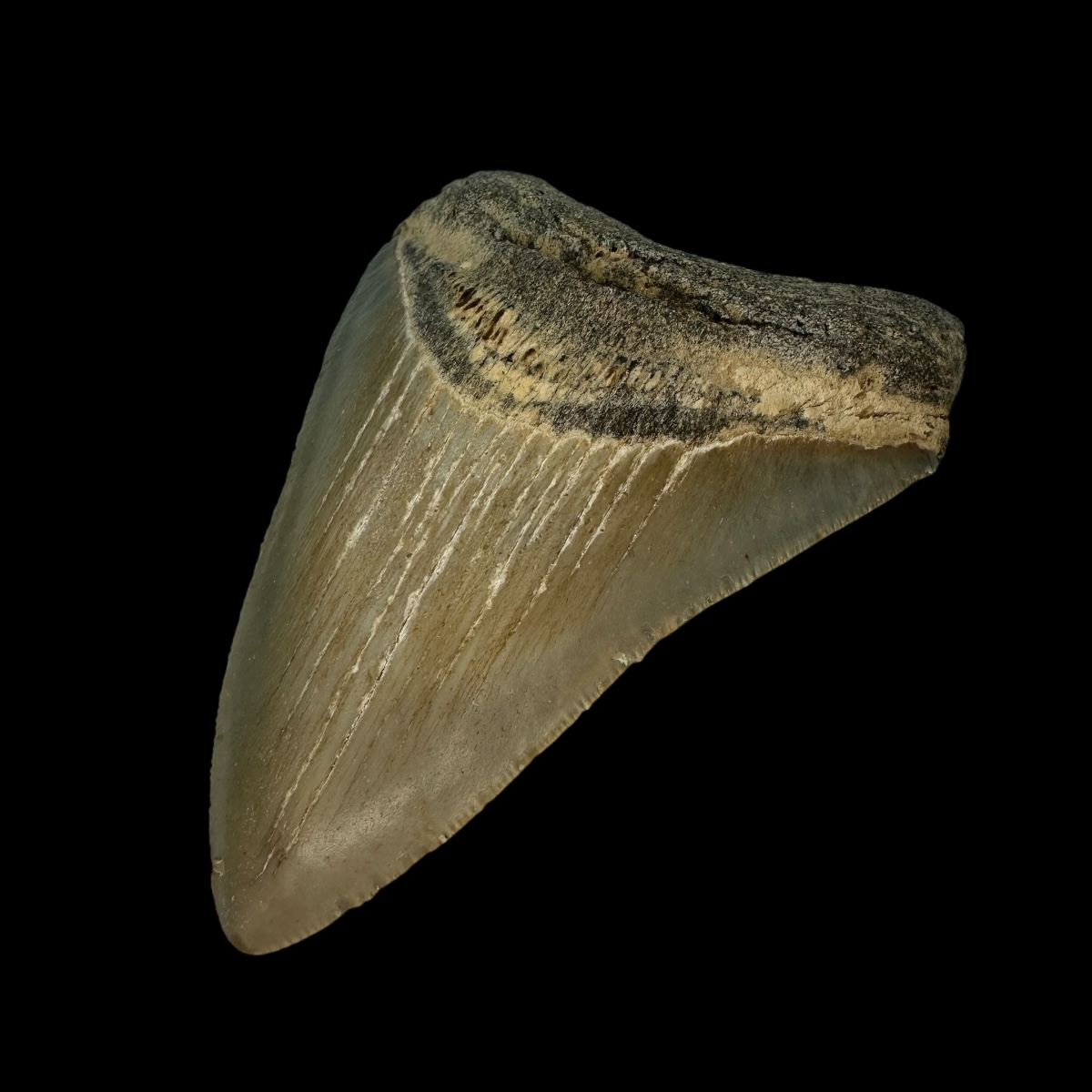 3.88" Megalodon Tooth Fossil - Image 3