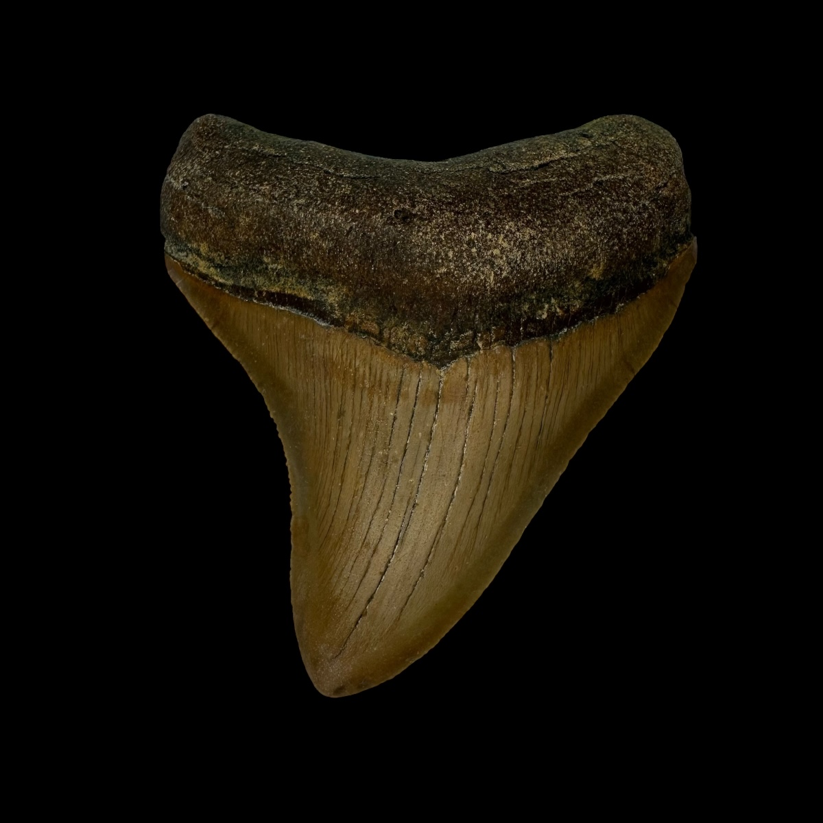 3.07" Megalodon Tooth Fossil