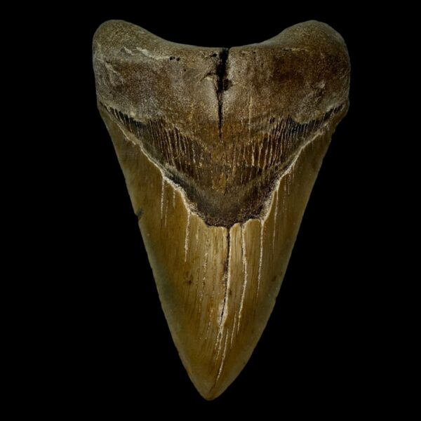 5.40" Megalodon Tooth Fossil