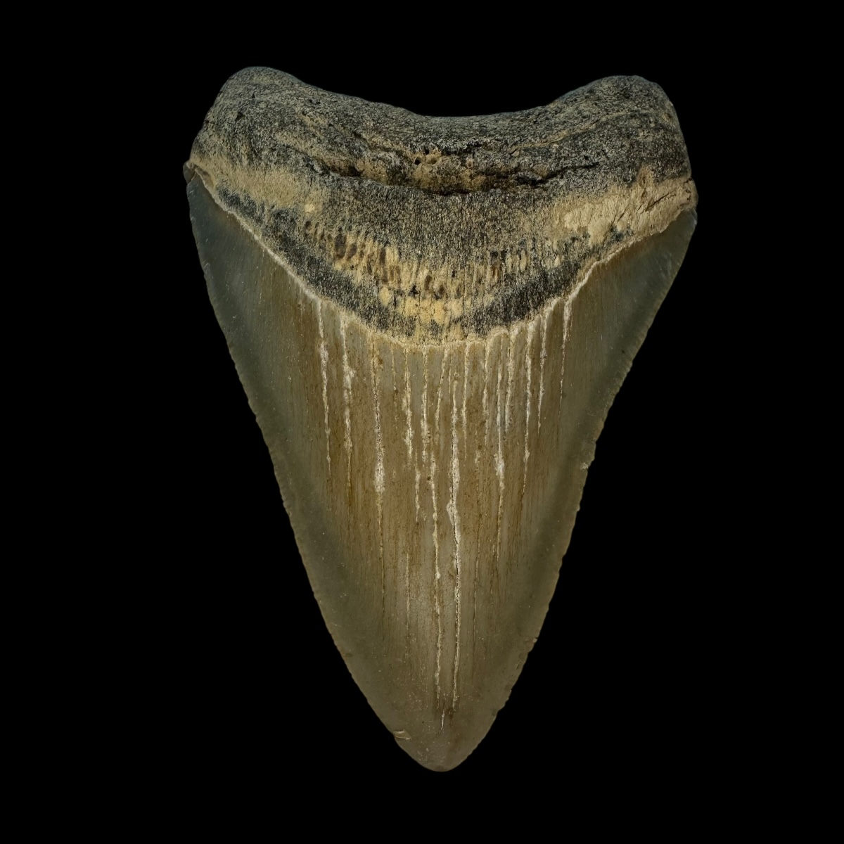 3.88" Megalodon Tooth Fossil