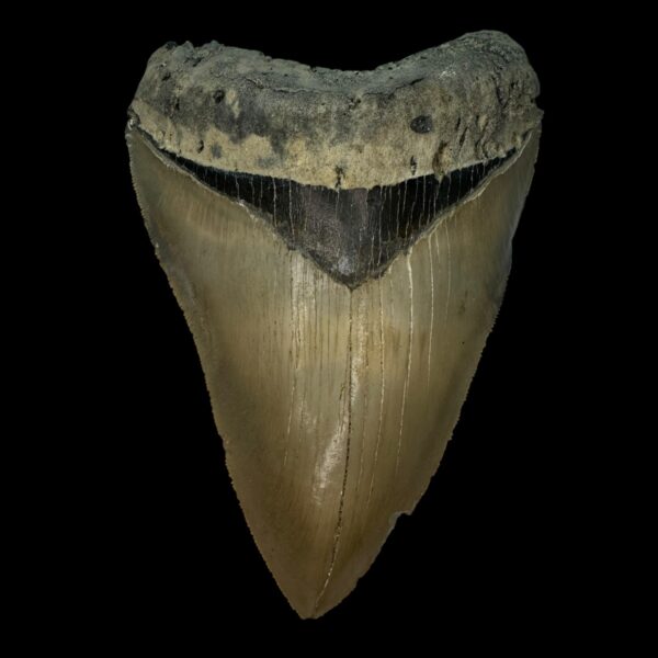 5.23" Serrated Megalodon Tooth Fossil