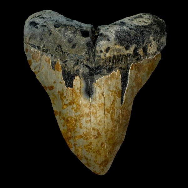 4.93" Megalodon Tooth Fossil