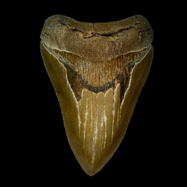 4.23" Serrated Megalodon Tooth Fossil