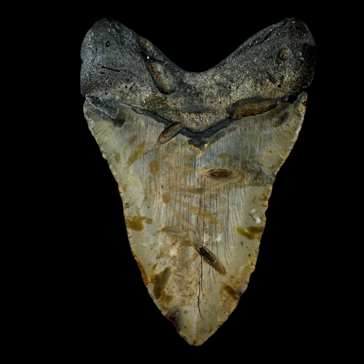 5.87" Megalodon Tooth Fossil - Image 2