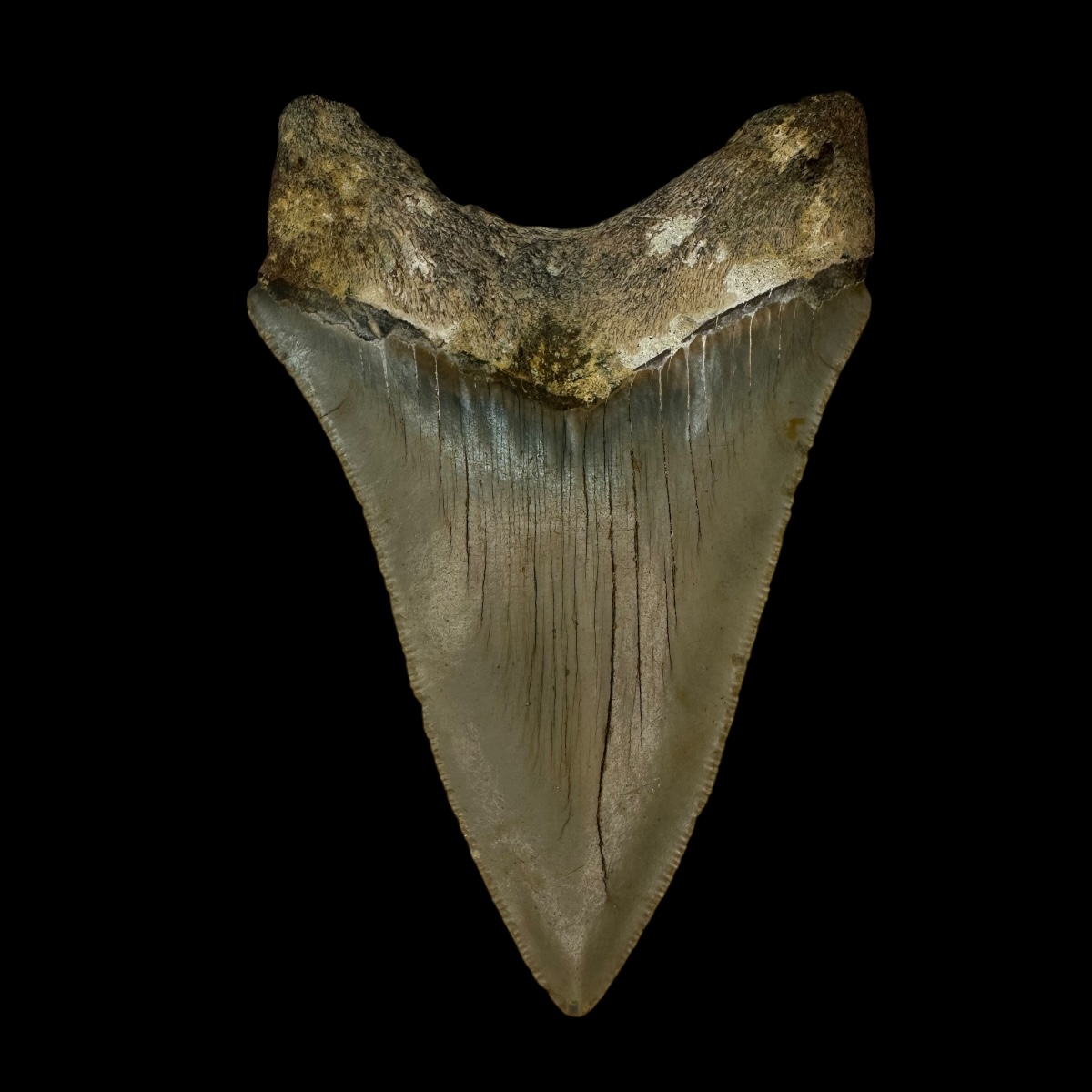 3.83" Megalodon Tooth Fossil - Image 2