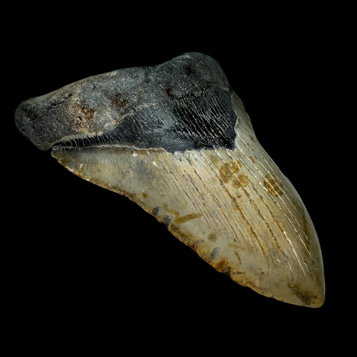 5.87" Megalodon Tooth Fossil - Image 4