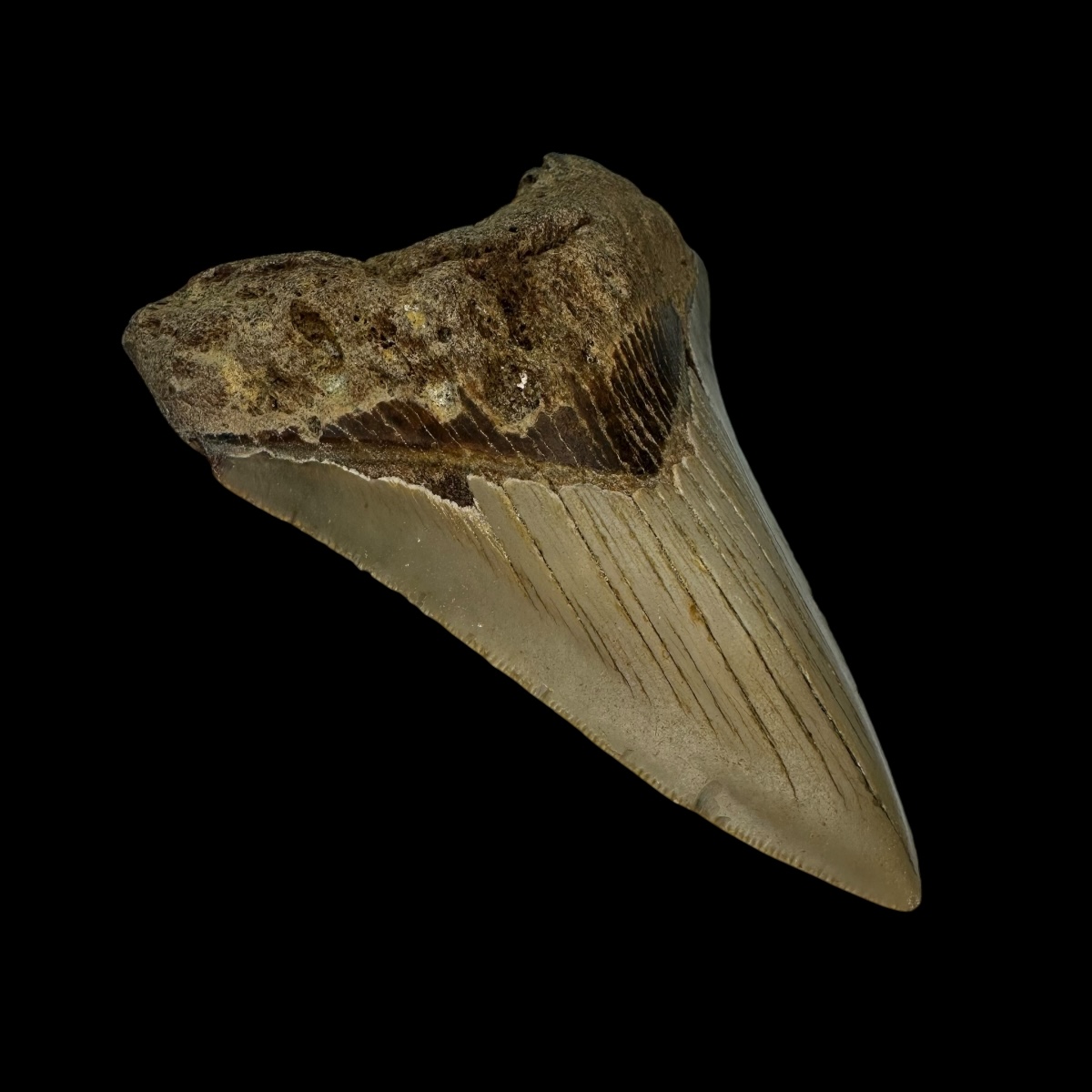 3.83" Megalodon Tooth Fossil - Image 4