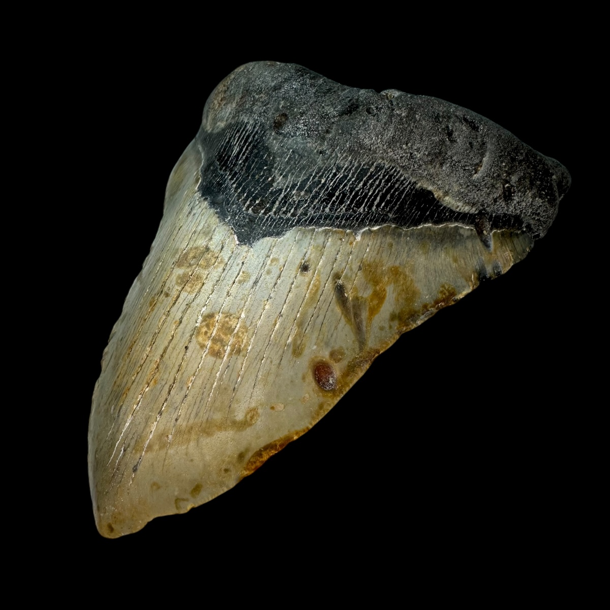 5.87" Megalodon Tooth Fossil - Image 3