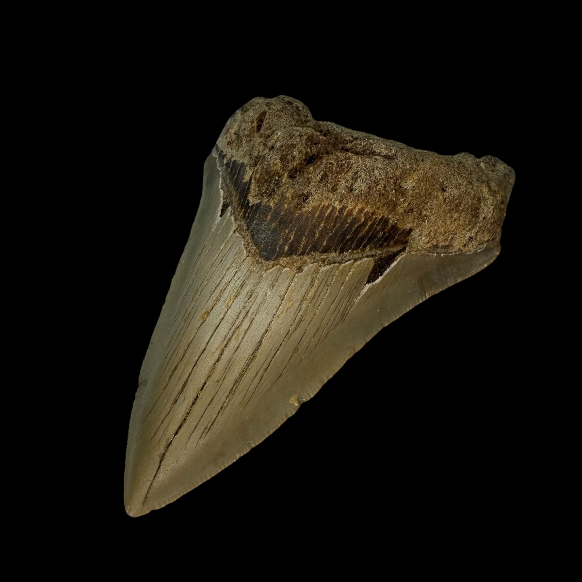 3.83" Megalodon Tooth Fossil - Image 3