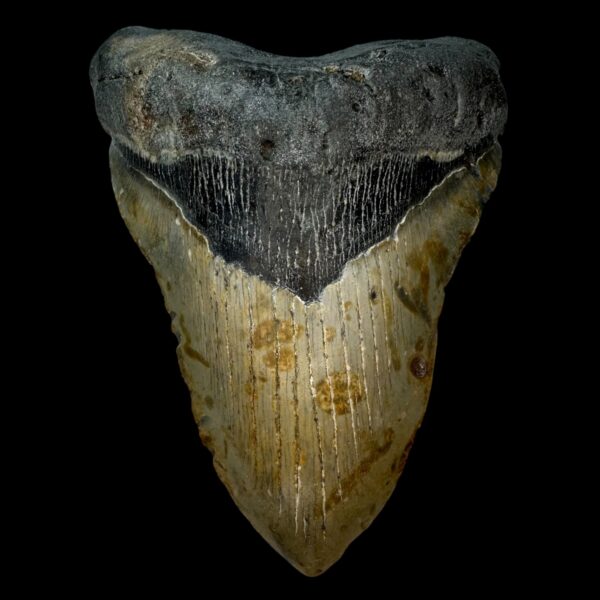 5.87" Megalodon Tooth Fossil