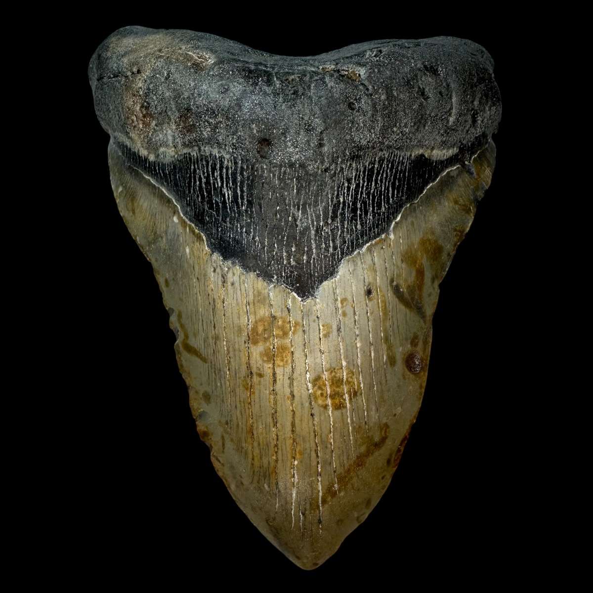 5.87" Megalodon Tooth Fossil