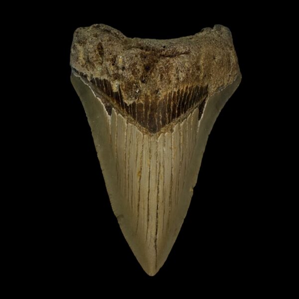 3.83" Megalodon Tooth Fossil