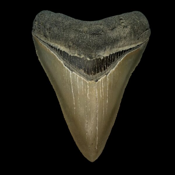 4.66" Serrated Megalodon Tooth Fossil