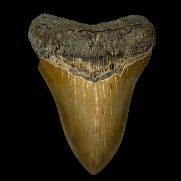 5.34" Serrated Megalodon Tooth Fossil