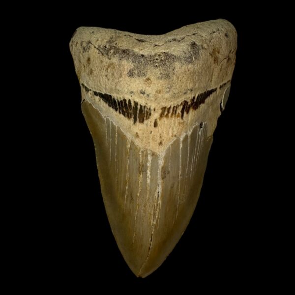 4.67" Megalodon Tooth Fossil