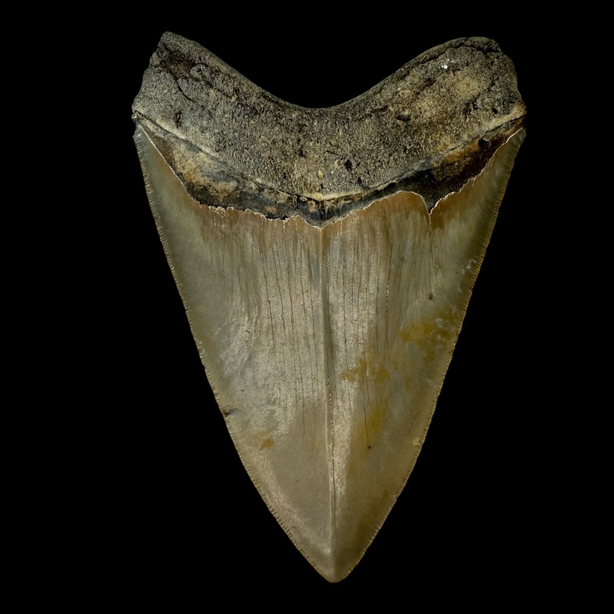 5.31" Serrated Megalodon Tooth Fossil - Image 2