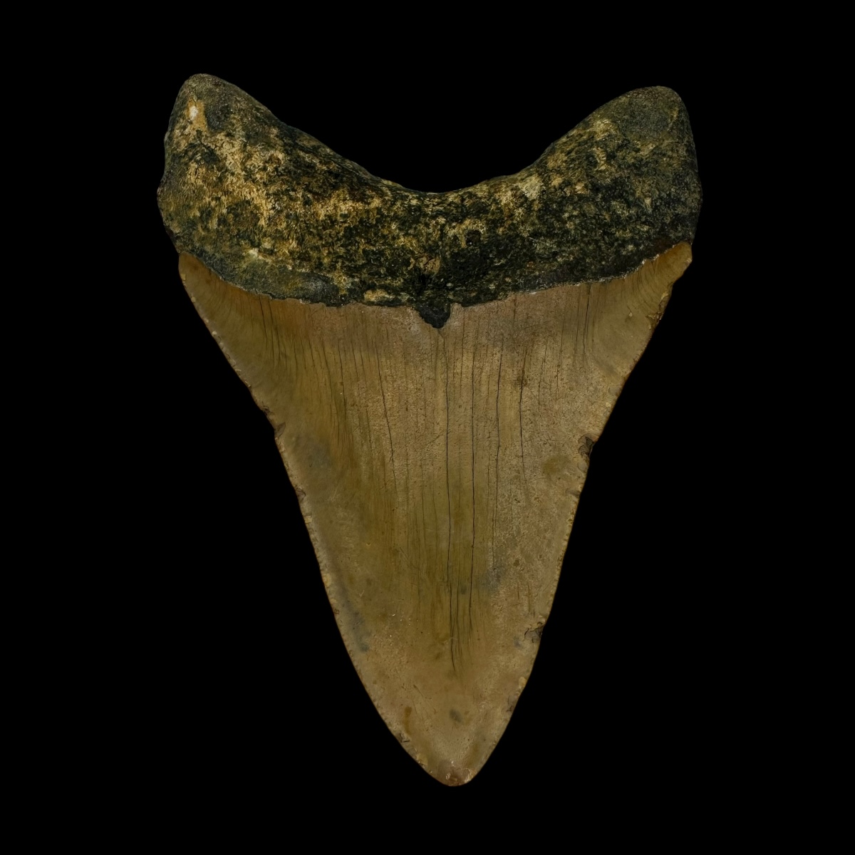 3.97" Megalodon Tooth Fossil - Image 2