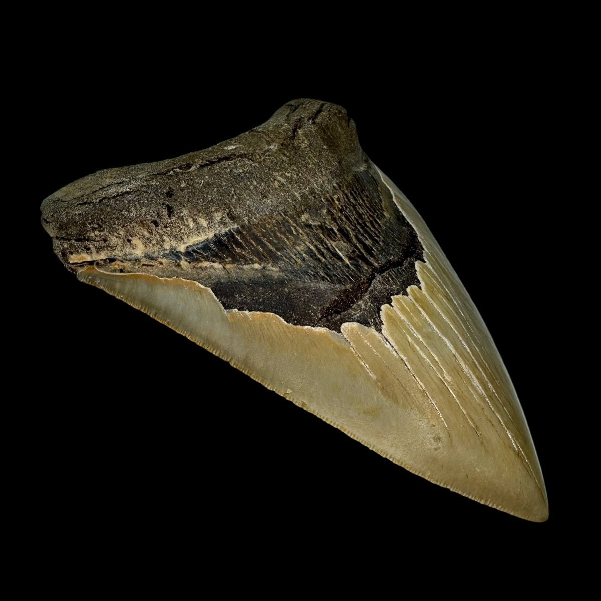 5.31" Serrated Megalodon Tooth Fossil - Image 4
