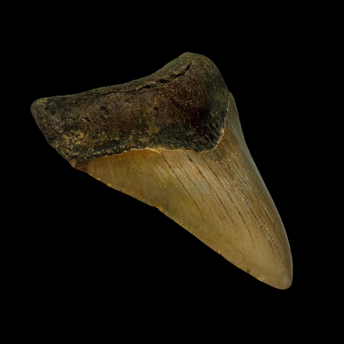 3.97" Megalodon Tooth Fossil - Image 4
