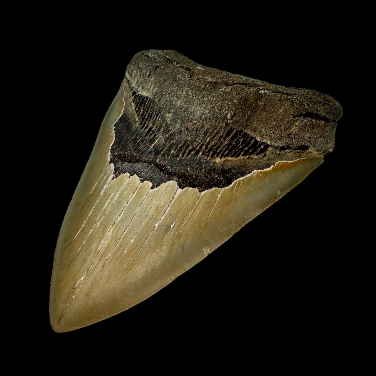 5.31" Serrated Megalodon Tooth Fossil - Image 3