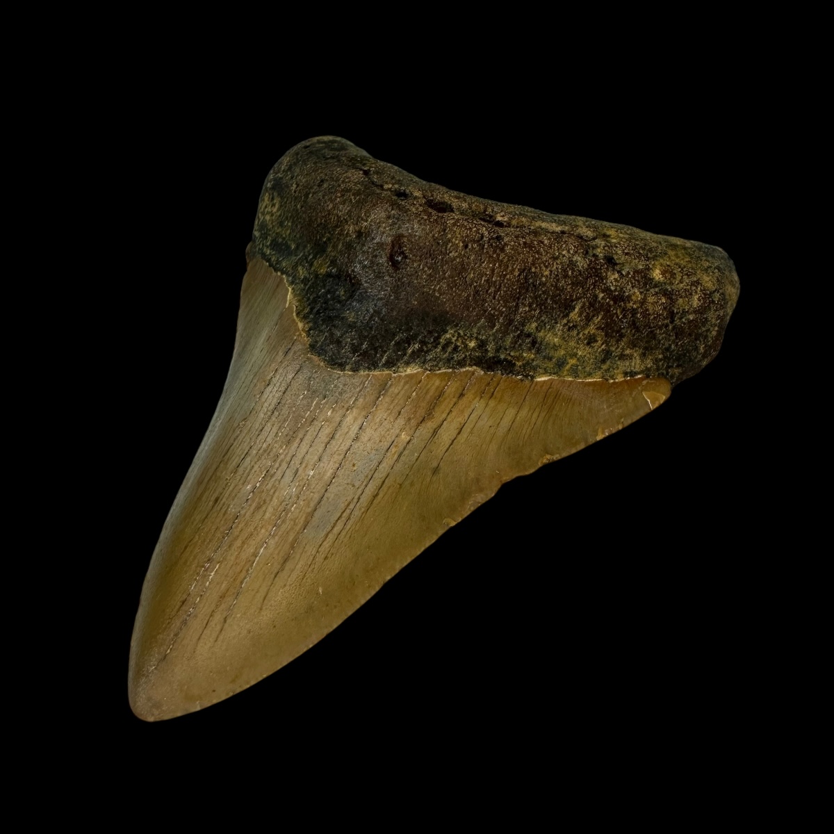 3.97" Megalodon Tooth Fossil - Image 3