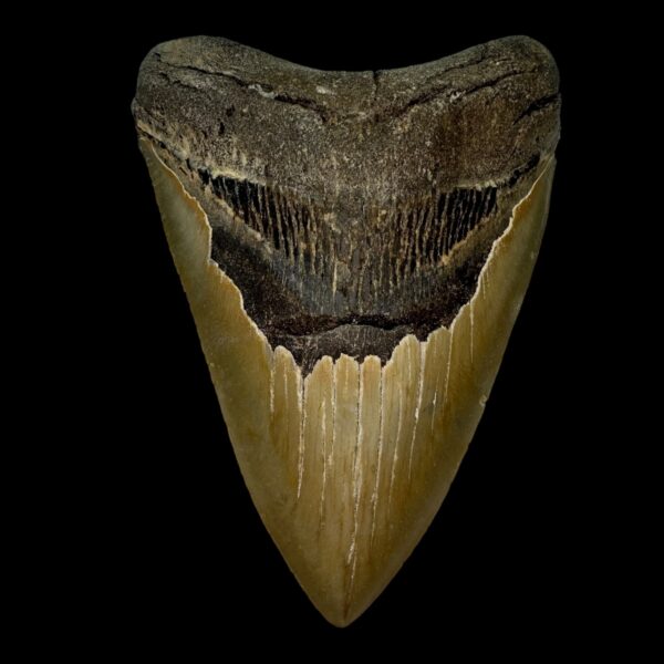 5.31" Serrated Megalodon Tooth Fossil