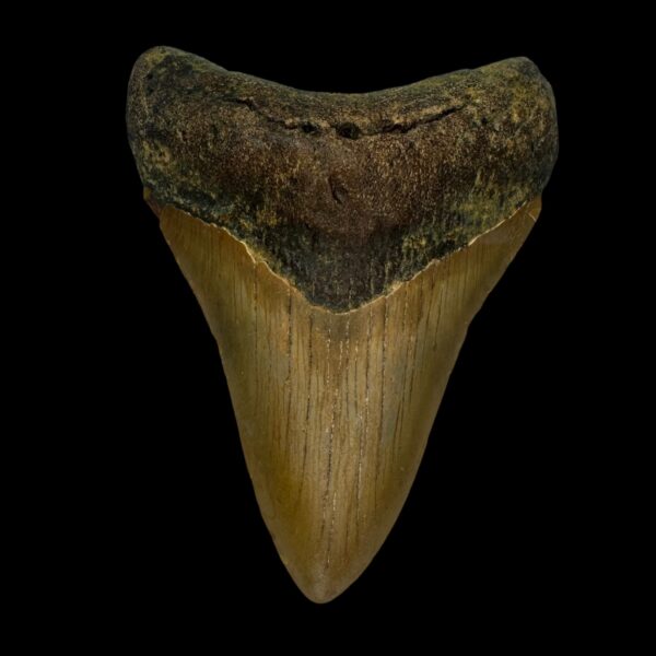 3.97" Megalodon Tooth Fossil