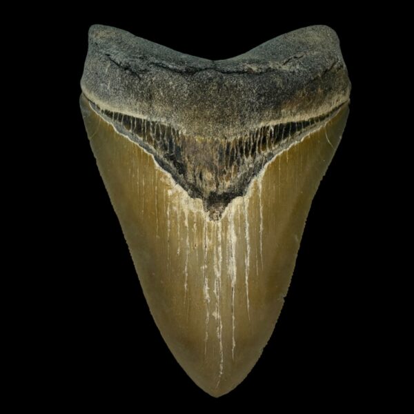 4.89" Serrated Megalodon Tooth Fossil