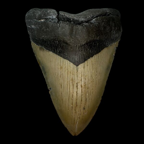 5.80" Megalodon Tooth Fossil