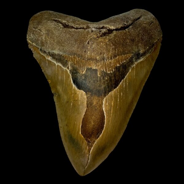5.32" Megalodon Tooth Fossil