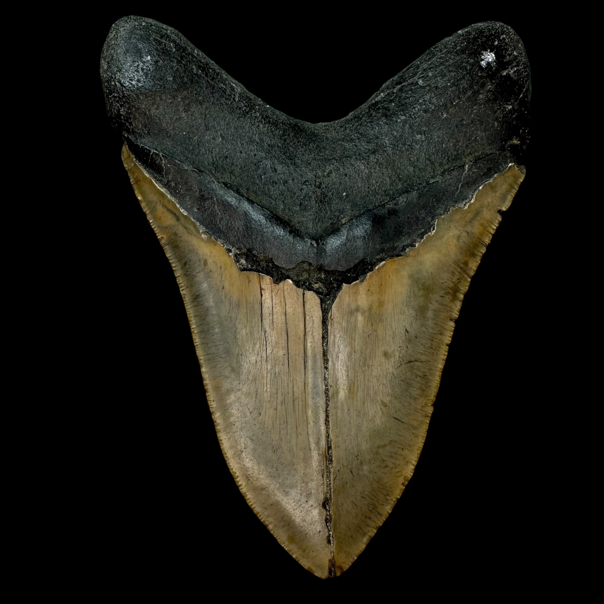 5.90" Megalodon Tooth Fossil - Image 2