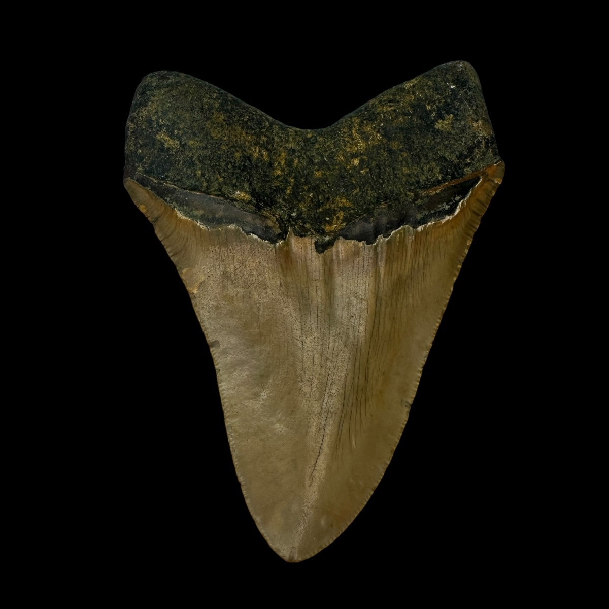 4.01" Megalodon Tooth Fossil - Image 2