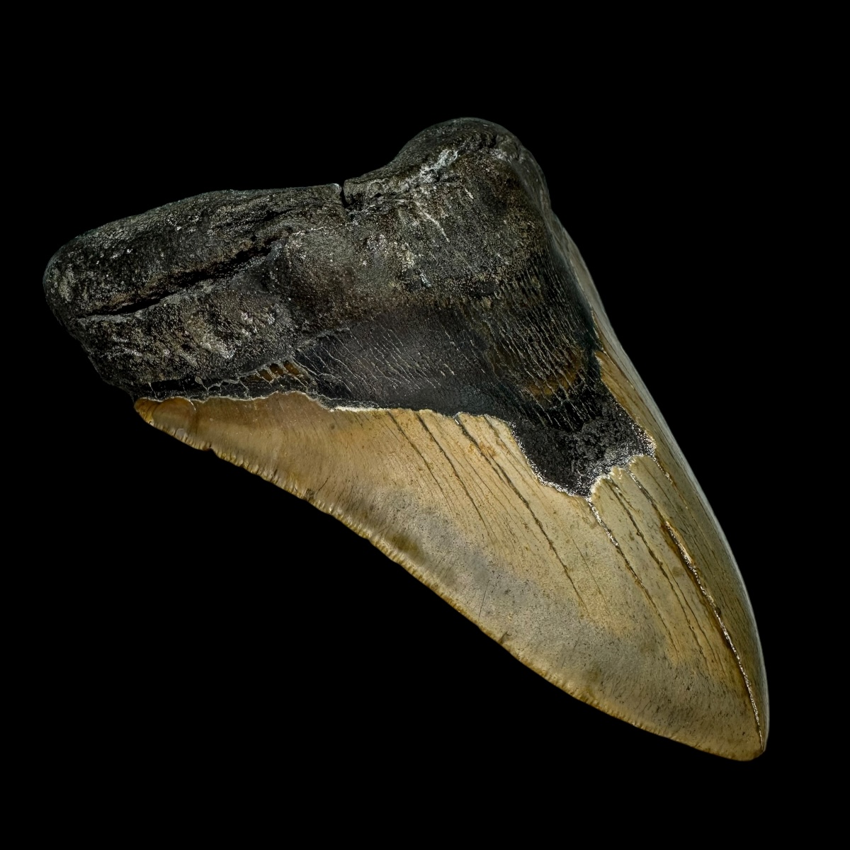5.90" Megalodon Tooth Fossil - Image 4