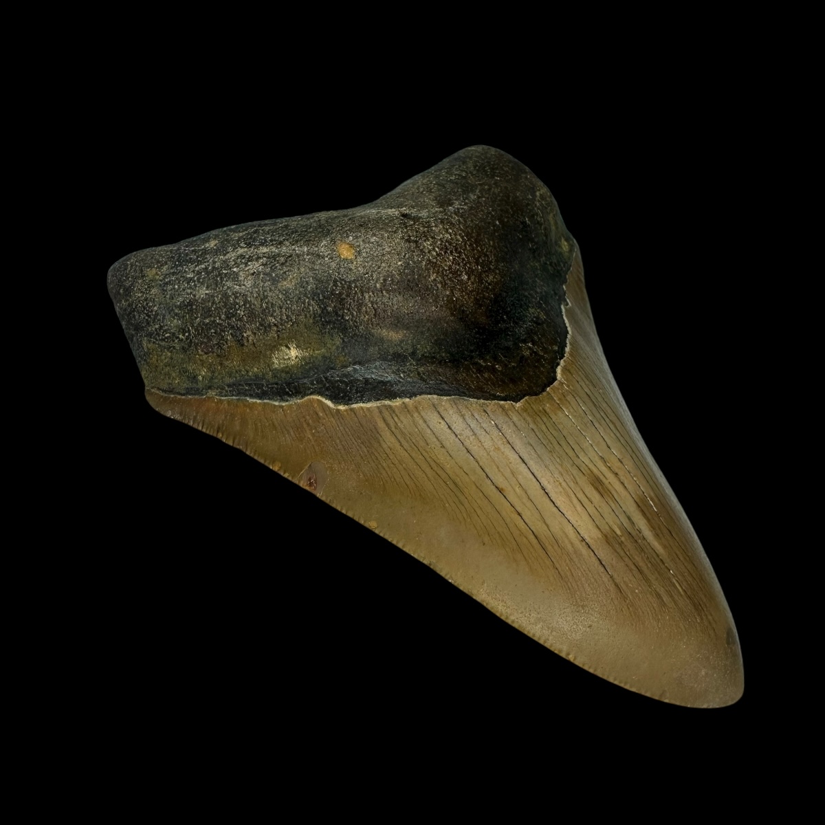 4.01" Megalodon Tooth Fossil - Image 4