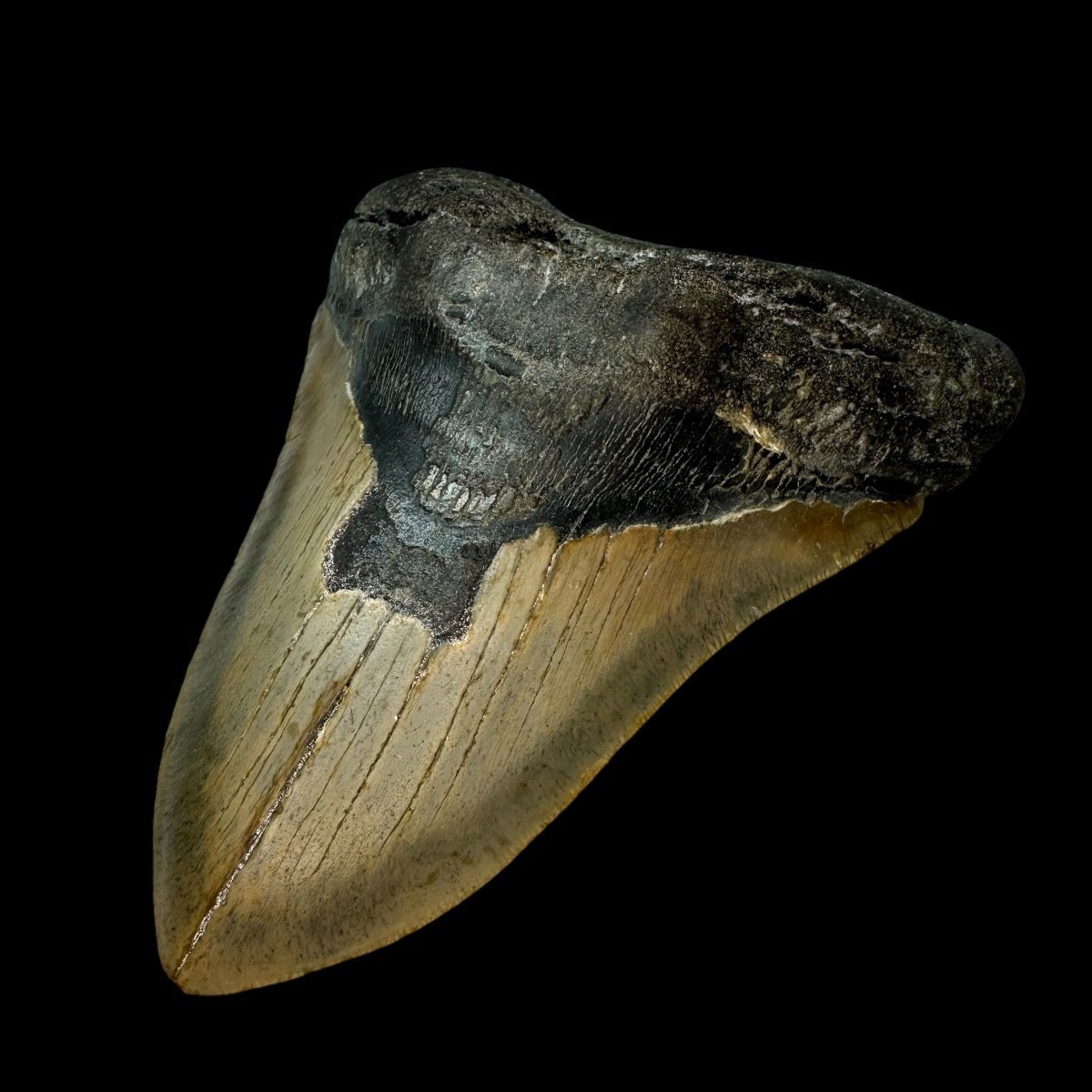5.90" Megalodon Tooth Fossil - Image 3