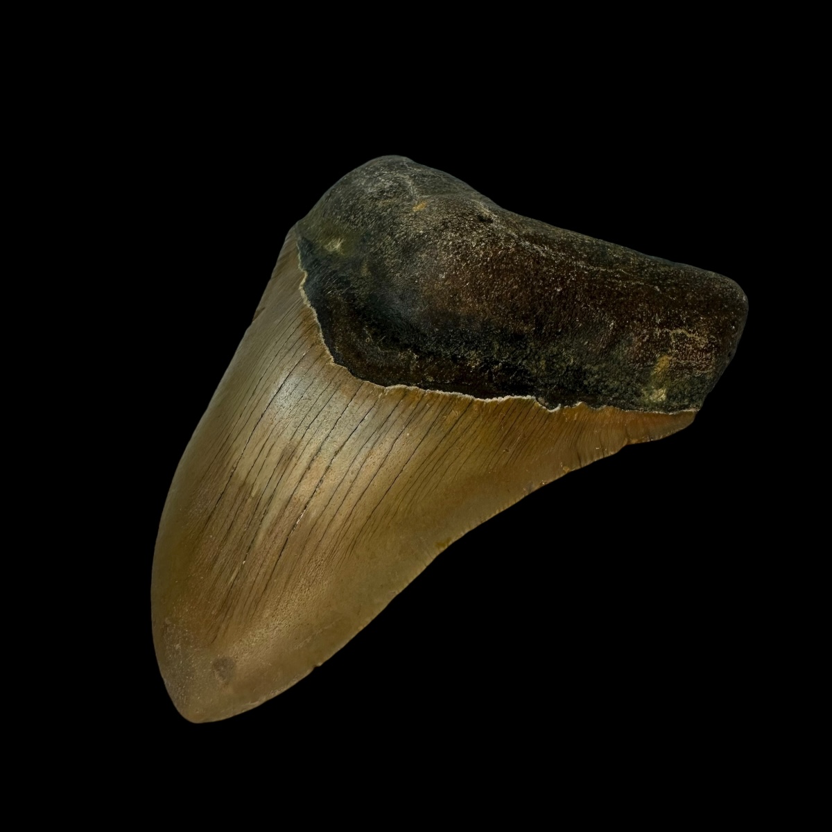 4.01" Megalodon Tooth Fossil - Image 3